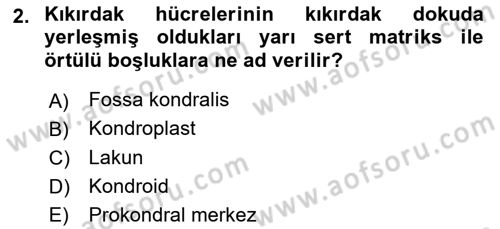 Temel Veteriner Histoloji ve Embriyoloji Dersi 2019 - 2020 Yılı (Final) Dönem Sonu Sınav Soruları 2. Soru