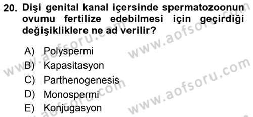 Temel Veteriner Histoloji ve Embriyoloji Dersi 2019 - 2020 Yılı (Final) Dönem Sonu Sınav Soruları 20. Soru
