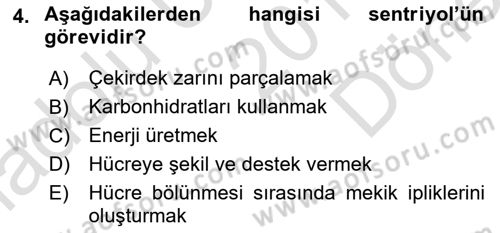 Temel Veteriner Histoloji ve Embriyoloji Dersi 2019 - 2020 Yılı (Final) Dönem Sonu Sınav Soruları 4. Soru