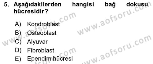 Temel Veteriner Histoloji ve Embriyoloji Dersi 2019 - 2020 Yılı (Final) Dönem Sonu Sınav Soruları 5. Soru