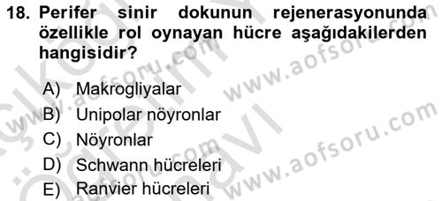 Temel Veteriner Histoloji ve Embriyoloji Dersi 2020 - 2021 Yılı Yaz Okulu Sınav Soruları 18. Soru