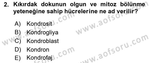 Temel Veteriner Histoloji ve Embriyoloji Dersi 2020 - 2021 Yılı Yaz Okulu Sınav Soruları 2. Soru