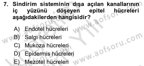 Temel Veteriner Histoloji ve Embriyoloji Dersi 2020 - 2021 Yılı Yaz Okulu Sınav Soruları 7. Soru