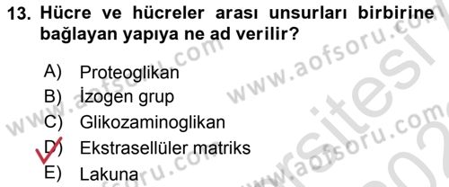 Temel Veteriner Histoloji ve Embriyoloji Dersi Ara Sınavı Deneme Sınav Soruları 13. Soru