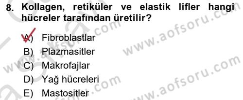 Temel Veteriner Histoloji ve Embriyoloji Dersi Ara Sınavı Deneme Sınav Soruları 8. Soru