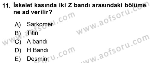Temel Veteriner Histoloji ve Embriyoloji Dersi 2021 - 2022 Yılı (Final) Dönem Sonu Sınav Soruları 11. Soru