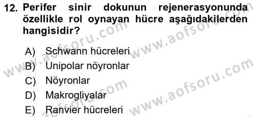 Temel Veteriner Histoloji ve Embriyoloji Dersi 2021 - 2022 Yılı (Final) Dönem Sonu Sınav Soruları 12. Soru