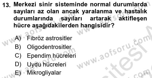 Temel Veteriner Histoloji ve Embriyoloji Dersi 2021 - 2022 Yılı (Final) Dönem Sonu Sınav Soruları 13. Soru