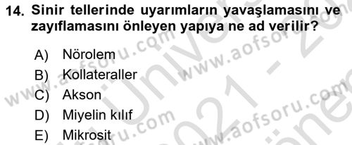 Temel Veteriner Histoloji ve Embriyoloji Dersi 2021 - 2022 Yılı (Final) Dönem Sonu Sınavı 14. Soru