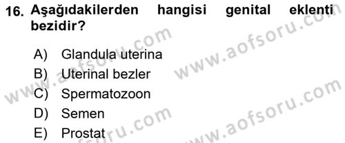 Temel Veteriner Histoloji ve Embriyoloji Dersi 2021 - 2022 Yılı (Final) Dönem Sonu Sınav Soruları 16. Soru