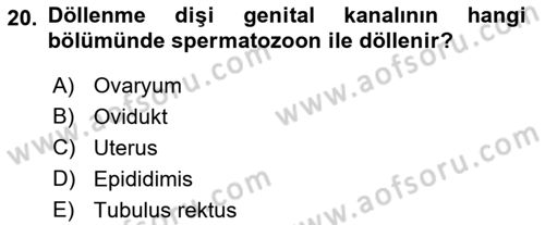 Temel Veteriner Histoloji ve Embriyoloji Dersi 2021 - 2022 Yılı (Final) Dönem Sonu Sınav Soruları 20. Soru