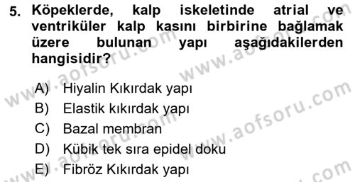 Temel Veteriner Histoloji ve Embriyoloji Dersi 2021 - 2022 Yılı (Final) Dönem Sonu Sınav Soruları 5. Soru