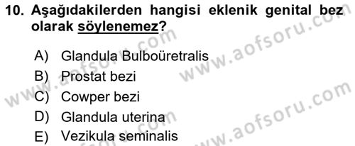 Temel Veteriner Histoloji ve Embriyoloji Dersi 2021 - 2022 Yılı Yaz Okulu Sınav Soruları 10. Soru