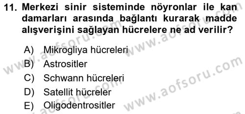 Temel Veteriner Histoloji ve Embriyoloji Dersi 2021 - 2022 Yılı Yaz Okulu Sınav Soruları 11. Soru