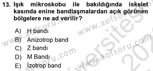 Temel Veteriner Histoloji ve Embriyoloji Dersi 2021 - 2022 Yılı Yaz Okulu Sınav Soruları 13. Soru