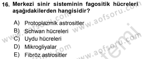Temel Veteriner Histoloji ve Embriyoloji Dersi 2021 - 2022 Yılı Yaz Okulu Sınav Soruları 16. Soru