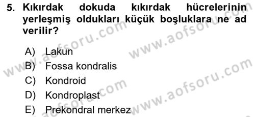 Temel Veteriner Histoloji ve Embriyoloji Dersi 2021 - 2022 Yılı Yaz Okulu Sınav Soruları 5. Soru