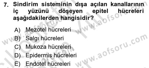 Temel Veteriner Histoloji ve Embriyoloji Dersi 2021 - 2022 Yılı Yaz Okulu Sınav Soruları 7. Soru