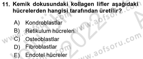 Temel Veteriner Histoloji ve Embriyoloji Dersi 2022 - 2023 Yılı (Vize) Ara Sınavı 11. Soru