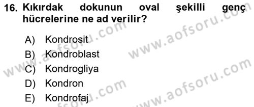 Temel Veteriner Histoloji ve Embriyoloji Dersi 2022 - 2023 Yılı (Vize) Ara Sınavı 16. Soru