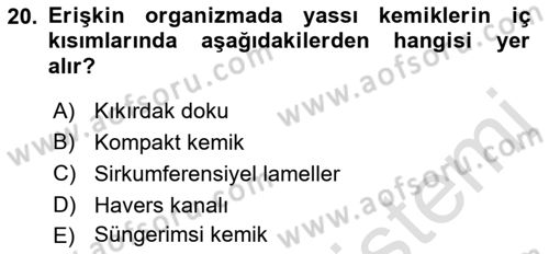 Temel Veteriner Histoloji ve Embriyoloji Dersi 2022 - 2023 Yılı (Vize) Ara Sınavı 20. Soru