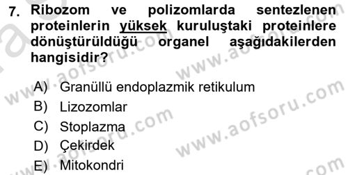 Temel Veteriner Histoloji ve Embriyoloji Dersi 2022 - 2023 Yılı (Vize) Ara Sınavı 7. Soru