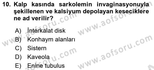 Temel Veteriner Histoloji ve Embriyoloji Dersi 2022 - 2023 Yılı (Final) Dönem Sonu Sınav Soruları 10. Soru
