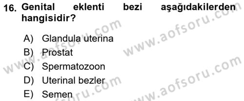 Temel Veteriner Histoloji ve Embriyoloji Dersi 2022 - 2023 Yılı (Final) Dönem Sonu Sınav Soruları 16. Soru