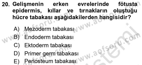 Temel Veteriner Histoloji ve Embriyoloji Dersi 2022 - 2023 Yılı (Final) Dönem Sonu Sınav Soruları 20. Soru