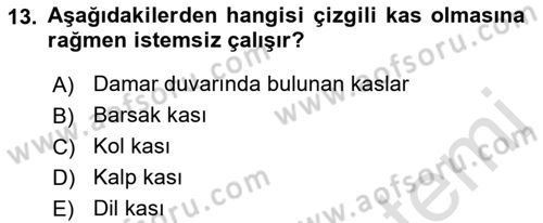 Temel Veteriner Histoloji ve Embriyoloji Dersi 2022 - 2023 Yılı Yaz Okulu Sınav Soruları 13. Soru