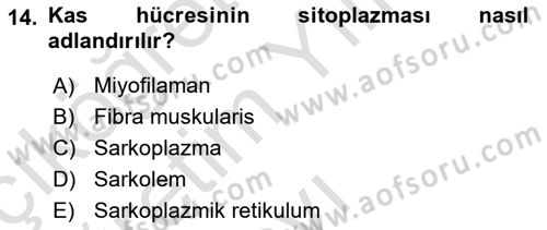 Temel Veteriner Histoloji ve Embriyoloji Dersi 2022 - 2023 Yılı Yaz Okulu Sınav Soruları 14. Soru