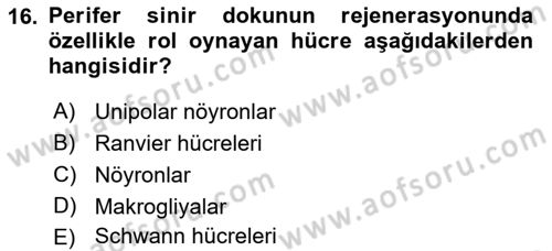 Temel Veteriner Histoloji ve Embriyoloji Dersi 2022 - 2023 Yılı Yaz Okulu Sınav Soruları 16. Soru