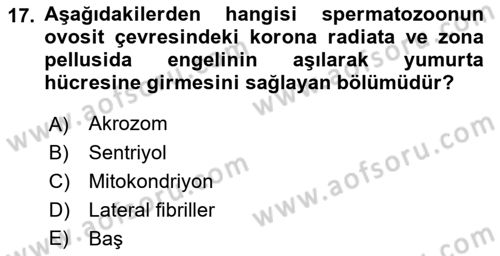 Temel Veteriner Histoloji ve Embriyoloji Dersi 2022 - 2023 Yılı Yaz Okulu Sınav Soruları 17. Soru
