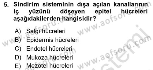 Temel Veteriner Histoloji ve Embriyoloji Dersi 2022 - 2023 Yılı Yaz Okulu Sınav Soruları 5. Soru