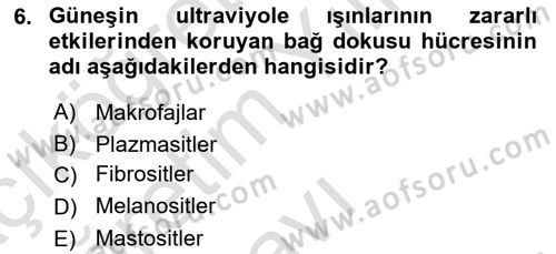 Temel Veteriner Histoloji ve Embriyoloji Dersi 2022 - 2023 Yılı Yaz Okulu Sınav Soruları 6. Soru