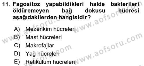 Temel Veteriner Histoloji ve Embriyoloji Dersi 2023 - 2024 Yılı (Vize) Ara Sınav Soruları 11. Soru