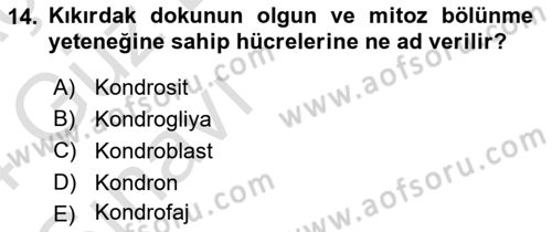 Temel Veteriner Histoloji ve Embriyoloji Dersi Ara Sınavı Deneme Sınav Soruları 14. Soru