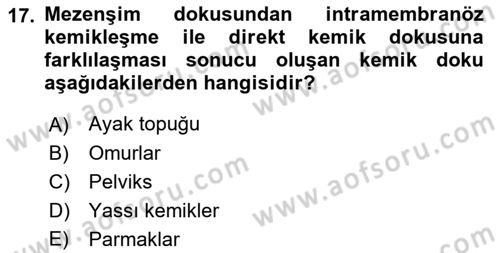 Temel Veteriner Histoloji ve Embriyoloji Dersi Ara Sınavı Deneme Sınav Soruları 17. Soru