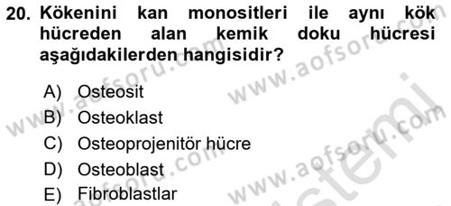 Temel Veteriner Histoloji ve Embriyoloji Dersi 2023 - 2024 Yılı (Vize) Ara Sınav Soruları 20. Soru