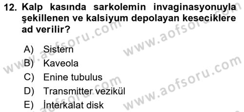 Temel Veteriner Histoloji ve Embriyoloji Dersi 2023 - 2024 Yılı (Final) Dönem Sonu Sınav Soruları 12. Soru