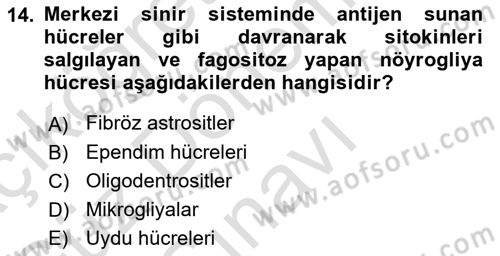 Temel Veteriner Histoloji ve Embriyoloji Dersi 2023 - 2024 Yılı (Final) Dönem Sonu Sınav Soruları 14. Soru