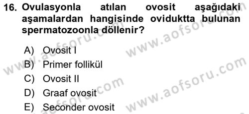 Temel Veteriner Histoloji ve Embriyoloji Dersi 2023 - 2024 Yılı (Final) Dönem Sonu Sınav Soruları 16. Soru
