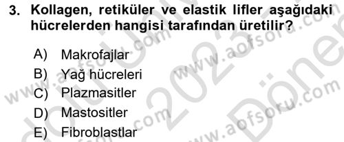 Temel Veteriner Histoloji ve Embriyoloji Dersi 2023 - 2024 Yılı (Final) Dönem Sonu Sınav Soruları 3. Soru