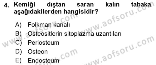 Temel Veteriner Histoloji ve Embriyoloji Dersi 2023 - 2024 Yılı (Final) Dönem Sonu Sınav Soruları 4. Soru