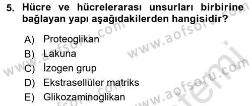 Temel Veteriner Histoloji ve Embriyoloji Dersi 2023 - 2024 Yılı (Final) Dönem Sonu Sınav Soruları 5. Soru