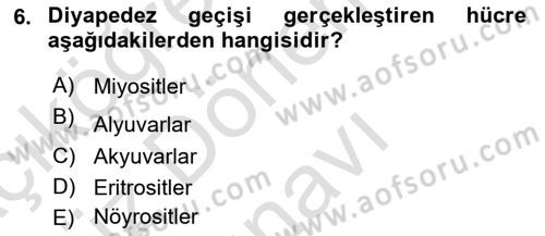 Temel Veteriner Histoloji ve Embriyoloji Dersi 2023 - 2024 Yılı (Final) Dönem Sonu Sınav Soruları 6. Soru