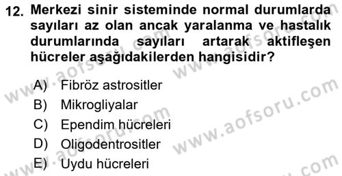 Temel Veteriner Histoloji ve Embriyoloji Dersi 2023 - 2024 Yılı Yaz Okulu Sınav Soruları 12. Soru