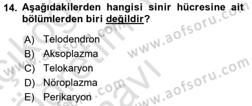 Temel Veteriner Histoloji ve Embriyoloji Dersi 2023 - 2024 Yılı Yaz Okulu Sınav Soruları 14. Soru