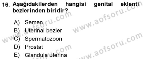 Temel Veteriner Histoloji ve Embriyoloji Dersi 2023 - 2024 Yılı Yaz Okulu Sınav Soruları 16. Soru