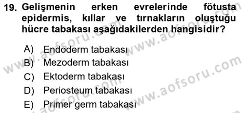 Temel Veteriner Histoloji ve Embriyoloji Dersi 2023 - 2024 Yılı Yaz Okulu Sınav Soruları 19. Soru